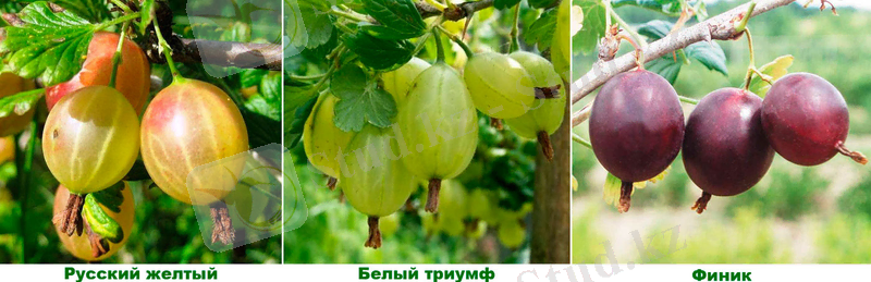 Изображение выглядит как фрукт, дерево, плодовое дерево, производить Автоматически созданное описание