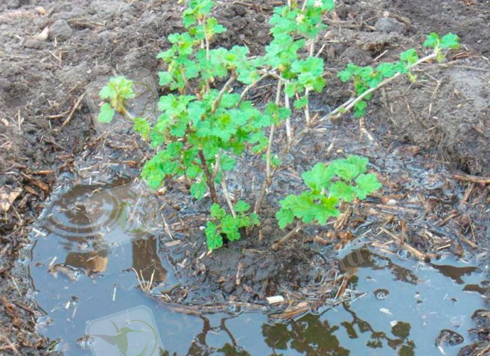 Посадка крыжовника в открытый грунт