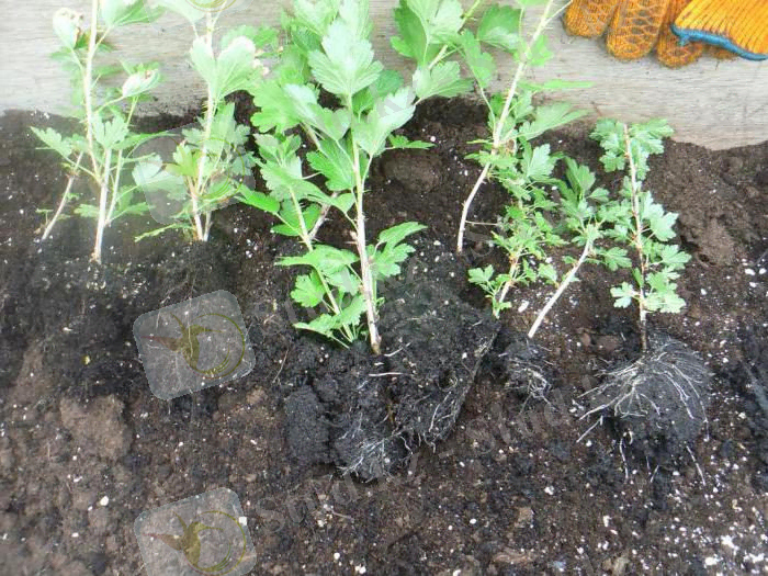 Посадка крыжовника осенью