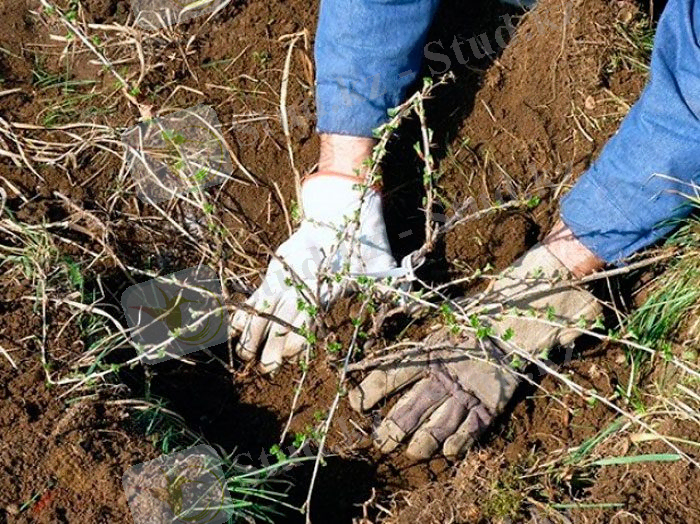 Посадка крыжовника весной