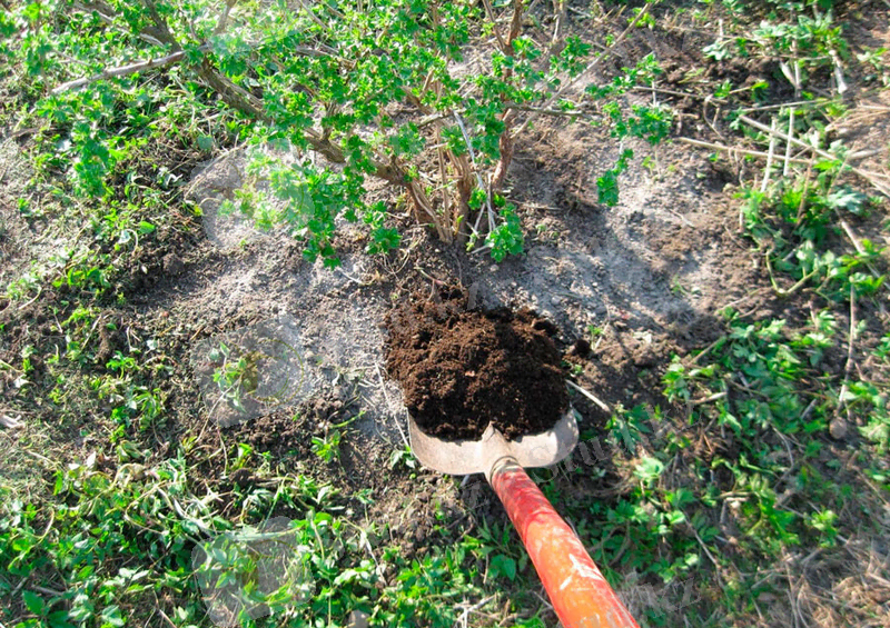 Изображение выглядит как на открытом воздухе, земля, почва, компост Автоматически созданное описание