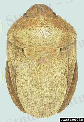 Eurygaster integriceps Puton.jpg