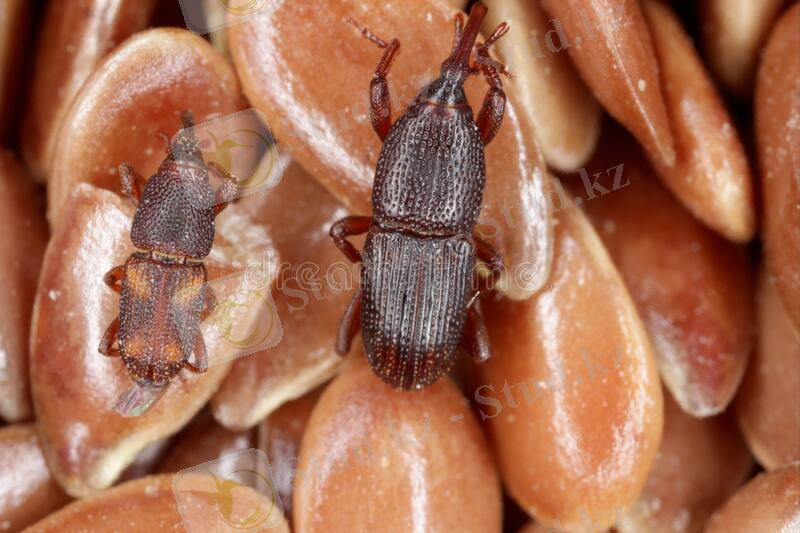 Escarabajo De Trigo Weevil Sitophilus Granarius. Foto de archivo - Imagen de insectos, gérmenes: 209665462