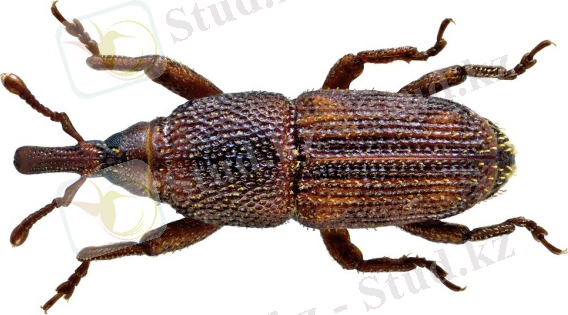 Sitophilus oryzae (Linné, 1763) | Family: Curculionidae Size… | Flickr