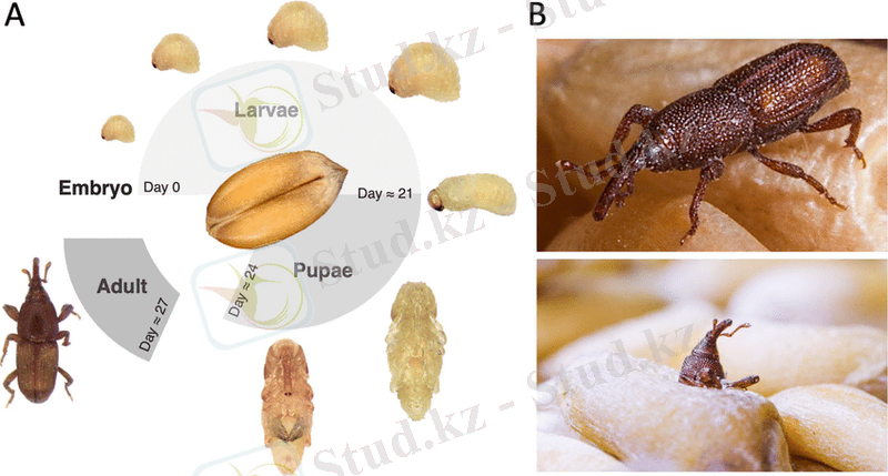 Sitophilus-oryzae-overview-A-Life-cycle-of-cereal-weevil-Sitophilus-oryzae-The-embryo.png
