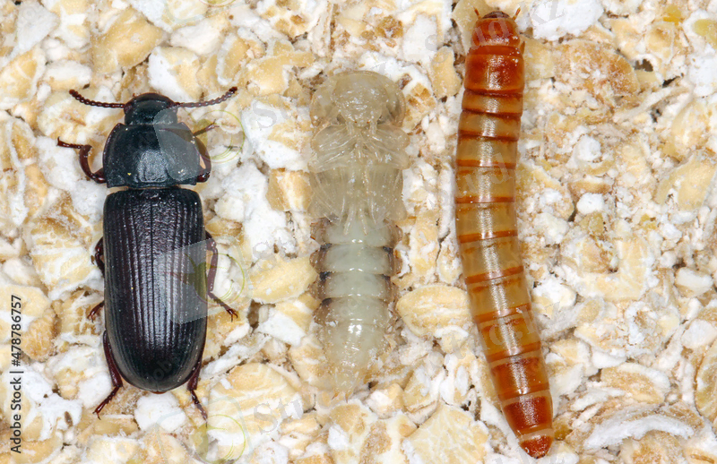 larva pupa and beetle of mealworm beetle Tenebrio molitor, a species of darkling beetle pest of grain and grain products as well as home products Stock Photo | Adobe Stock