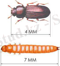 Без названия (2).jpg