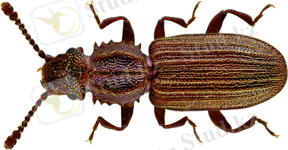 Oryzaephilus_surinamensis_(Linné,_1758)_(14438947353).png