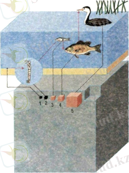 D:\My Documents\AINA\Айна\10048-2.jpg