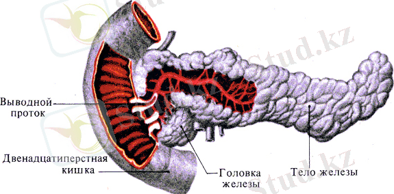 D:\Documents and Settings\NurguL\Мои документы\Атлас Чеснокова\05\136.jpg