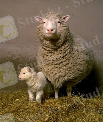 Долли қойы алғашқы клондалған жануар.jpg