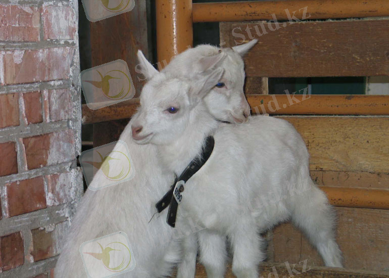 Адамға қажетті белокты трансгенді ешкі сүтінен алу.jpg