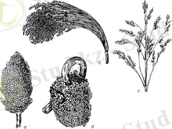 C:\Users\лейла\Downloads\sorgo (1).jpg