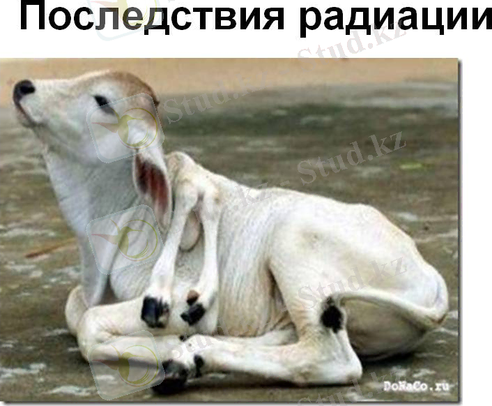 0009-009-Posledstvija-radiatsii.jpg