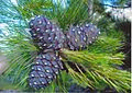 http://upload.wikimedia.org/wikipedia/commons/thumb/b/be/Pinus_sibirica_Urals1.jpg/120px-Pinus_sibirica_Urals1.jpg