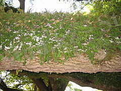 Pleopeltis polypodioides fronds on an oak limb