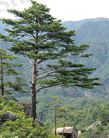 Солтүстік Корея