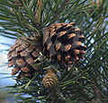 http://upload.wikimedia.org/wikipedia/commons/thumb/4/40/Pine_cones_-_Scots_Pine.jpg/120px-Pine_cones_-_Scots_Pine.jpg