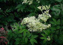 http://upload.wikimedia.org/wikipedia/commons/thumb/5/5d/Filipendula-ulmaria.JPG/220px-Filipendula-ulmaria.JPG
