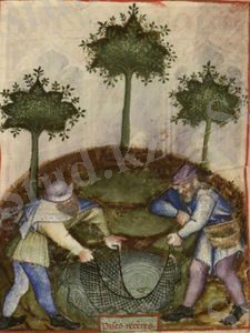 BNF Nouvelle acquisition latine 1673, fol. 78 1.jpg