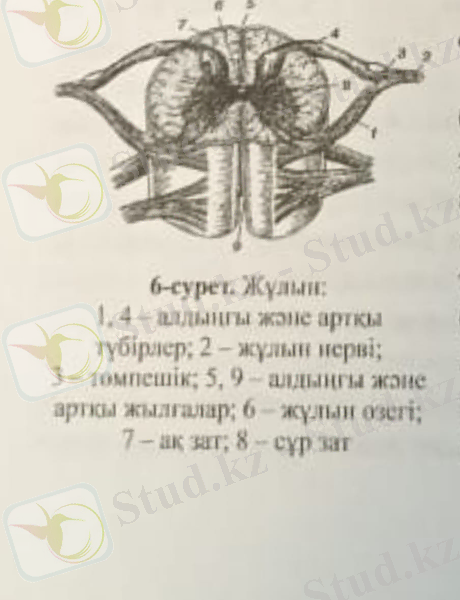 C:\Users\USER\AppData\Local\Packages\5319275A.WhatsAppDesktop_cv1g1gvanyjgm\TempState\4F7EF7308C8EB7E5E3730A15A66C0FB3\Изображение WhatsApp 2024-03-16 в 11.08.09_a390b4e1.jpg
