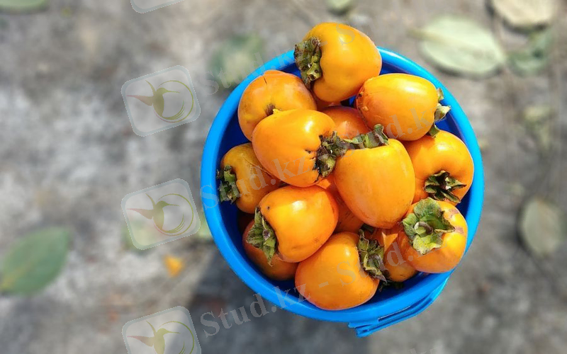 Сізге сары құрма жеуге бола ма? 