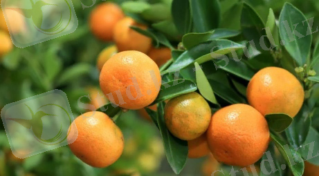 Мандарин - описание продукта, как выбирать, как готовить, читайте на Gastronom.ru