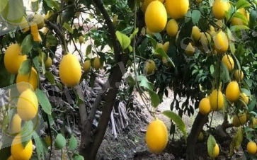 Лимон - рак клеткаларын өлтіретін керемет тағам: 16 ақпан 2021, 10:03 - жаңалықтар Alashainasy.kz