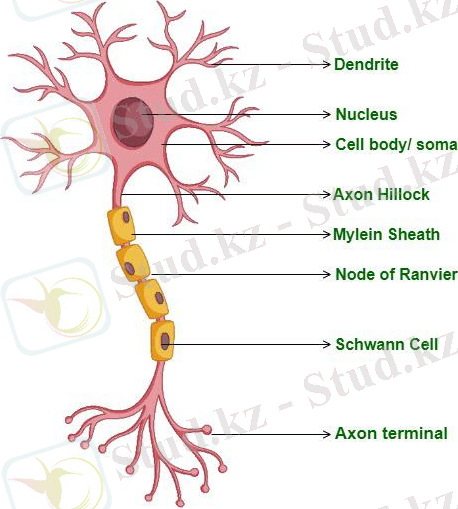 Нейрон-құрылым