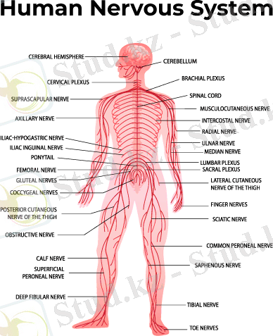 Адам-жүйке-жүйе-(1)