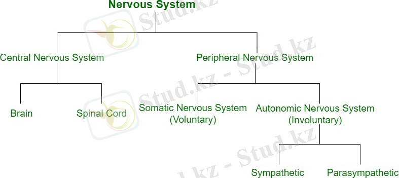 Жүйке жүйесі