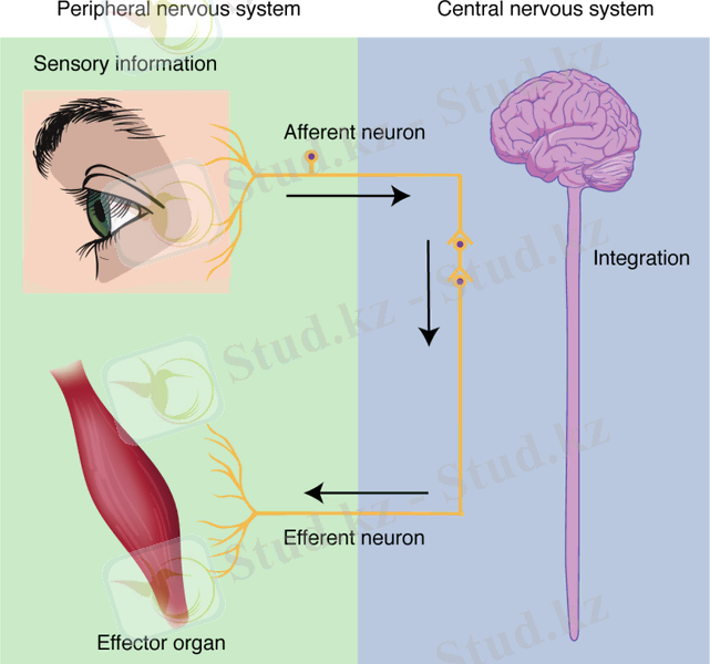 https://open.oregonstate.education/app/uploads/sites/157/2021/02/nervous_system_function.png