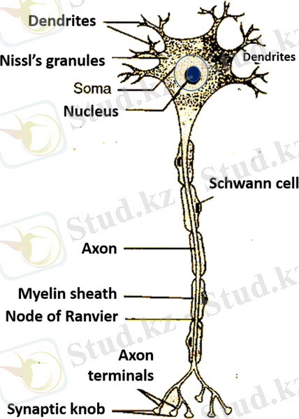 нейрондардың құрылысы және құрылысы