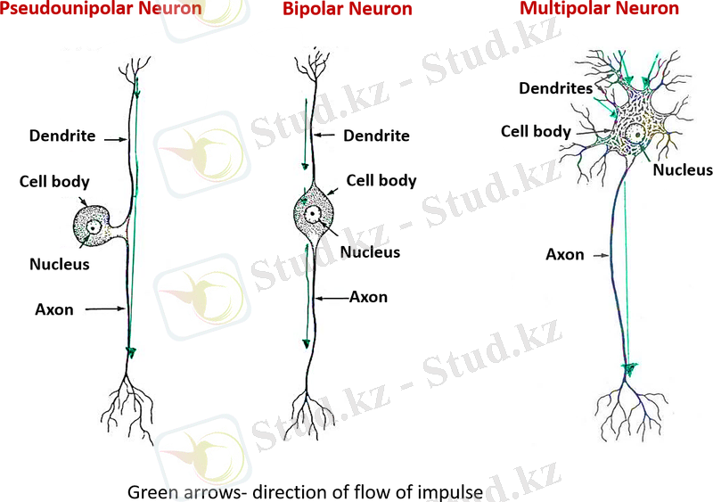 нейрондардың түрлері