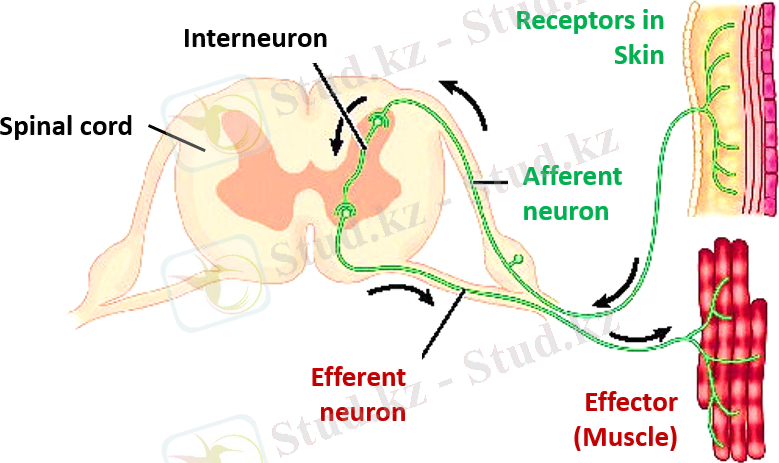 афферентті және эфферентті нейрондар