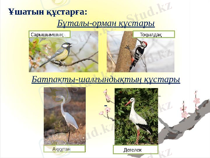 Ашық сабақ, "Құстар"