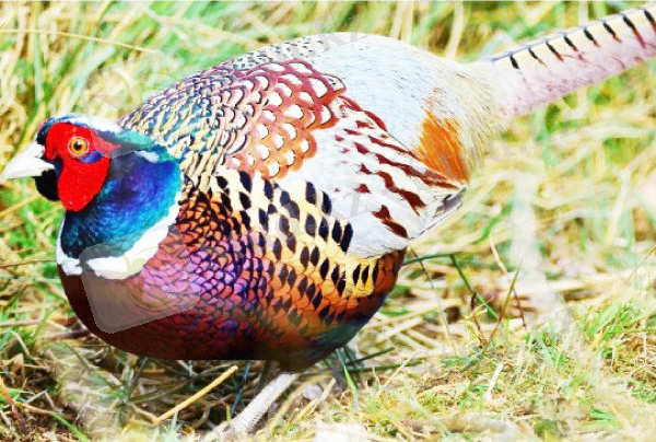 Қызғылт түсті құс » Тіршілік тынысы