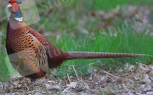 Кәдімгі қырғауыл