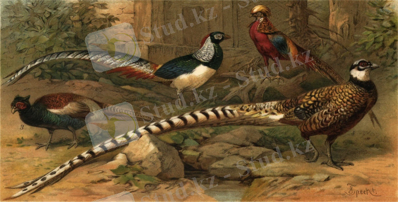 Қырғауылдар тұқымдасы — Уикипедия