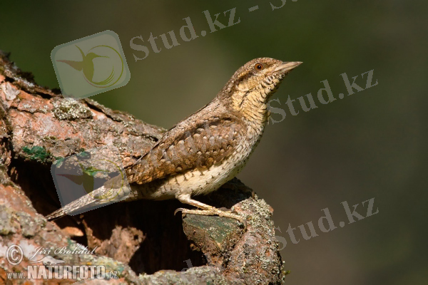 Дүпілдек Фотография