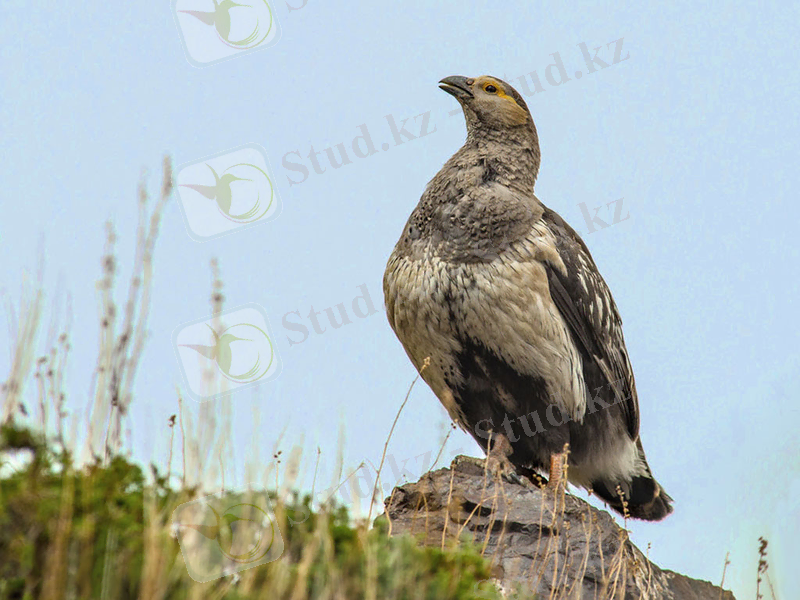 Ұлытаудың ұлары ... - «Ortalyq Qazaqstan» газеті