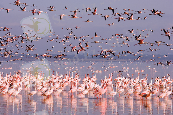 Қорғалжын табиғи қорығы