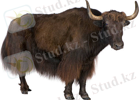 Ақ фонда қоңыр топоз Ақ фонда алдыңғы топоз. қара yak bos grunniens немесе bos mutus акциялары, роялтисіз фотосуреттер мен кескіндер