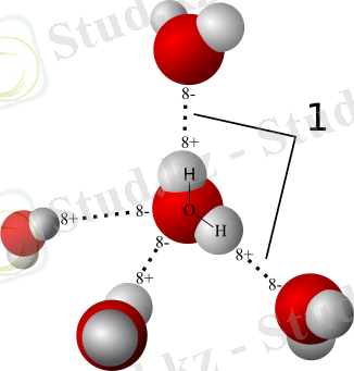 3D model hydrogen bonds in water.svg