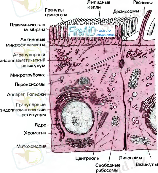 Транспорт в везикулах клетки.