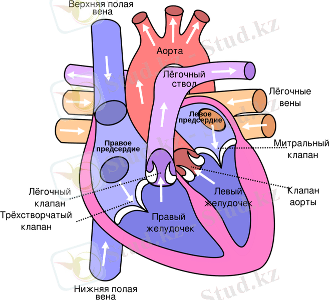 2000px-Heart_ru.svg.png