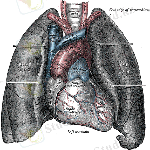 Heart-and-lungs.jpg