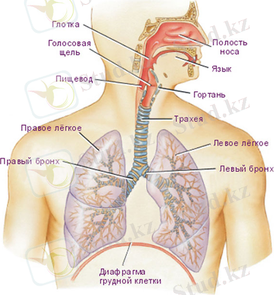 http://med-impuls.ru/_mod_files/ce_images/img-site/organy-dyhanija.jpg