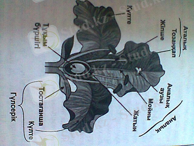 C:\Users\ххх\Documents\Bluetooth Folder\~^Ay@zh@n~^2302.jpg