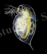 A microscopic, transparent, oval animal against a black background. The head has a large eye, antennae, and comes to a pointed beak. The rest of the animal is smooth round and fat, culminating in a pointed tail. The internal anatomy is apparent.
